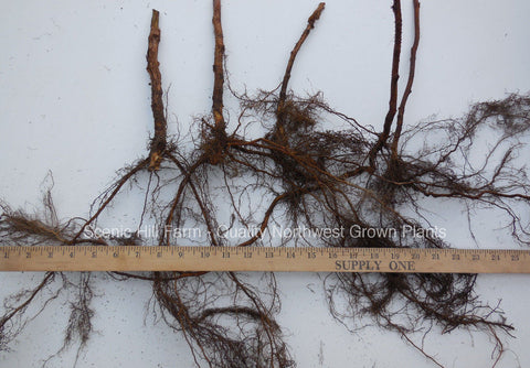 Heritage Everbearing Raspberry Bare Root Plants - Free Shipping-  Large, Sweet & Firm
