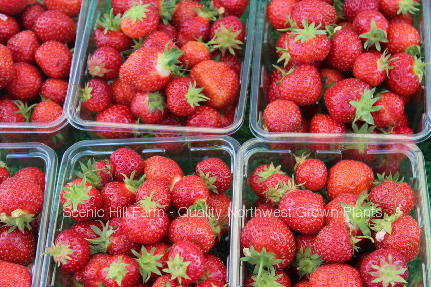 honeoye strawberry seeds Bare Root Honeoye Strawberry Plants -High Yields