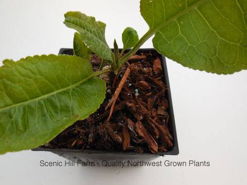 Horseradish Plants - 2 Fully Rooted - Faster Growing Than Bare Root - The Hottest