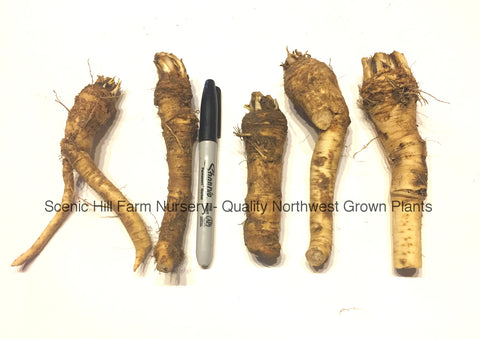 Heirloom Bohemian Horseradish Crowns - Scenic Hill Farm Nursery