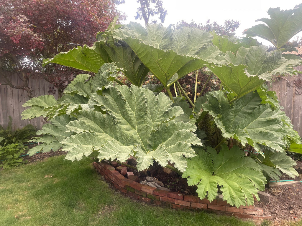 gunnera plant in pot Gunnera Manicata Plants - Live Potted Dinosaur Food Plants- Huge 7