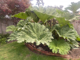 Gunnera Manicata Plants - Live Potted Dinosaur Food Plants- Huge 7 - 9 ft Leaves