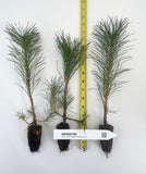 Austrian Pine, Pinus nigra - 5-8 inch potted tree -Landscape, Pre Bonsai