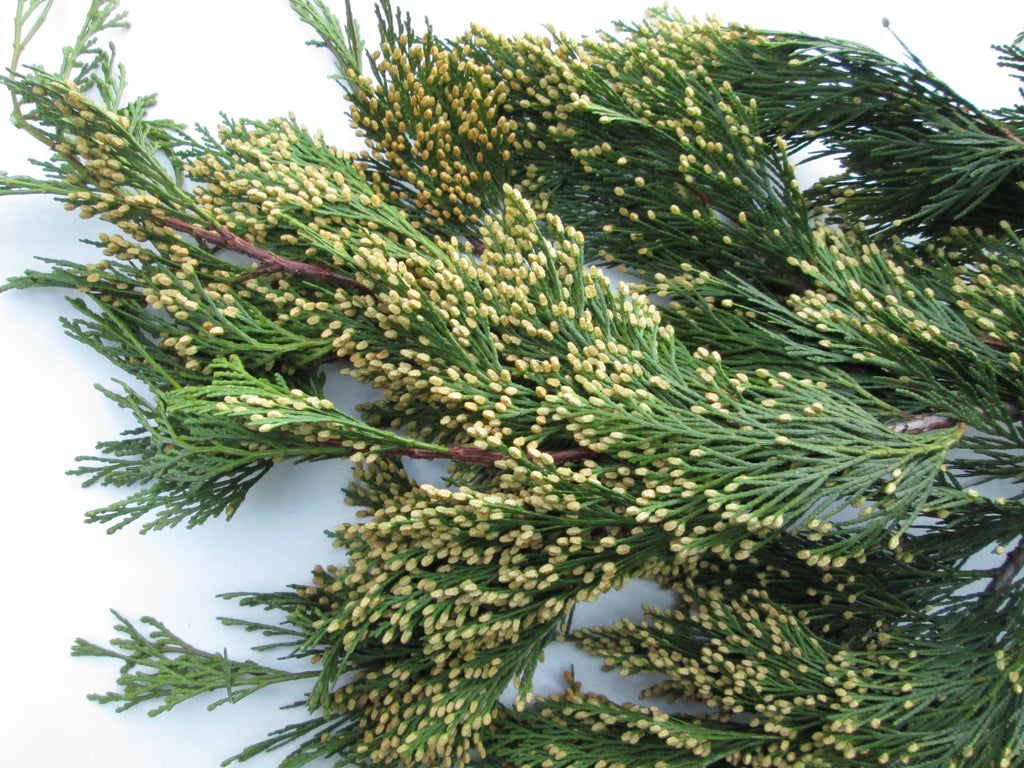 Incense Cedar Tree (Calocedrus decurrens) 8" 12" Tall Ships rooted