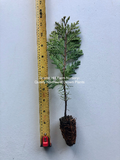 Incense Cedar Tree (Calocedrus decurrens)  8" - 12" Tall - Ships rooted in soil