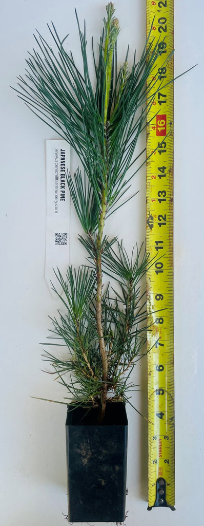 black pine bonsai tree for sale Japanese Black Pine Seedlings - 2 Sizes