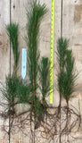 Japanese Black Pine Seedlings - Live Potted Trees or Bare Root Trees