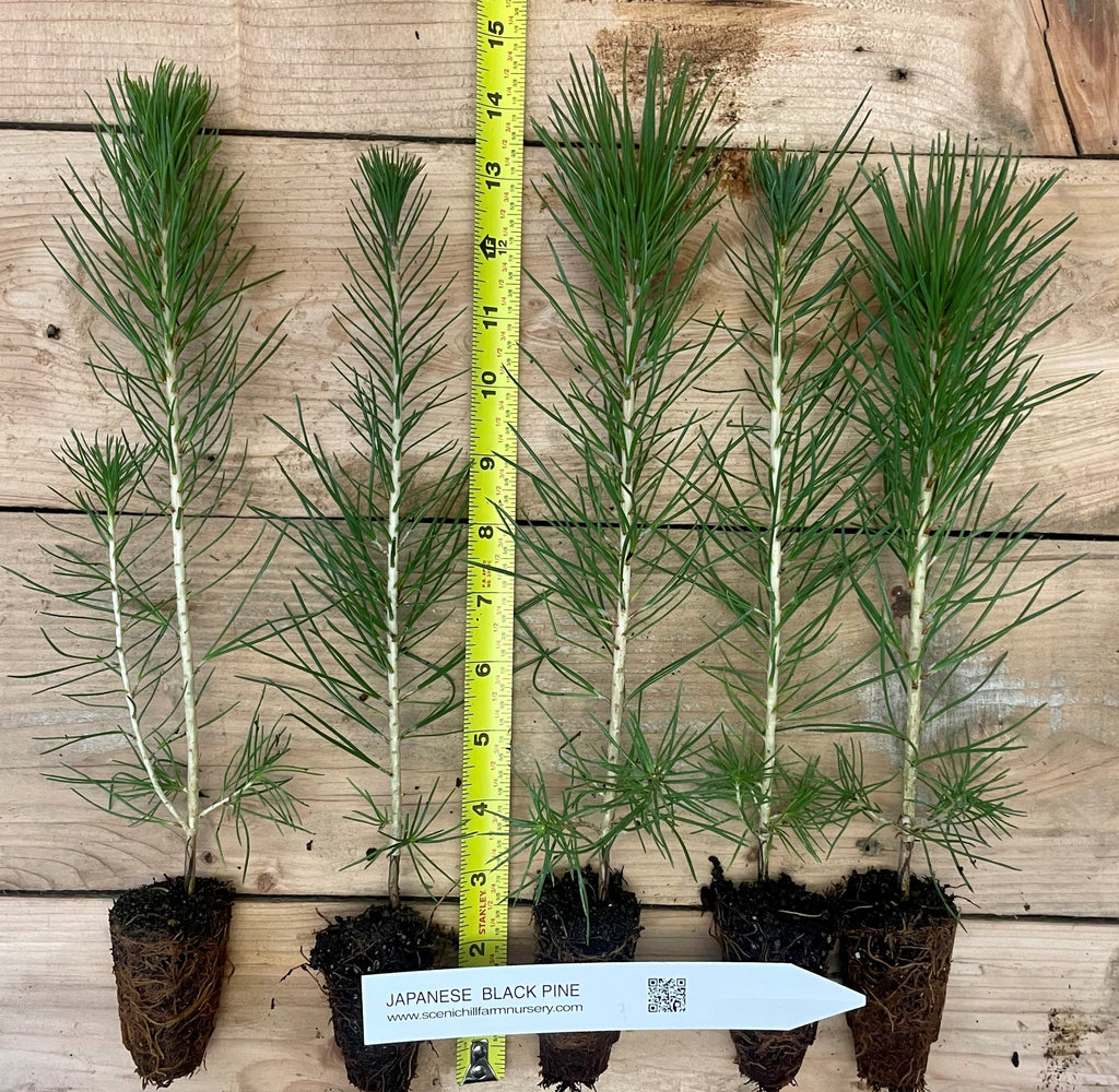 pine tree for bonsai Japanese Black Pine Seedlings - 2 Sizes