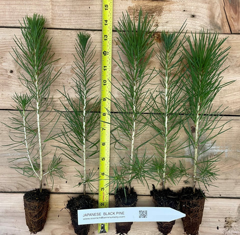 Japanese Black Pine Seedlings - 3 Sizes - Live Potted Trees or Bare Root Trees