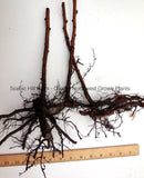 Joan J Thornless Ever Bearing Red Raspberry Bare Root Canes - Huge 2 Year - Free Shipping - High Yield - Great Flavor