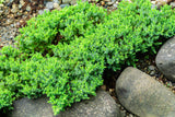 Juniper procumbens nana, Dwarf Japanese garden juniper- Bonsai, container or landscape