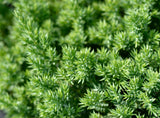 Juniper procumbens nana, Dwarf Japanese garden juniper- Bonsai, container or landscape