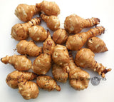 Large Jerusalem Artichoke Tubers - Sunchokes - Helianthus Tuberosus- Freshly dug