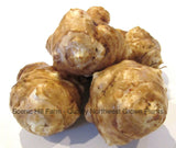 Large Jerusalem Artichoke Tubers - Sunchokes - Helianthus Tuberosus- Freshly dug