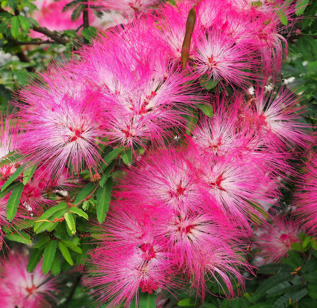 E.H Wilson Silk Trees julibrissin) Cold Hardy Mimosa Live P