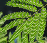 Silk Trees (Albizia julibrissin)  Mimosa - Live Potted Trees