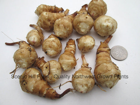 Jerusalem Artichoke Tubers for Planting - Heliantus Tuberosus - Freshly Dug