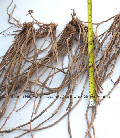 Millennium Hybrid Male Asparagus Crowns - Large Crowns For Faster Cutting