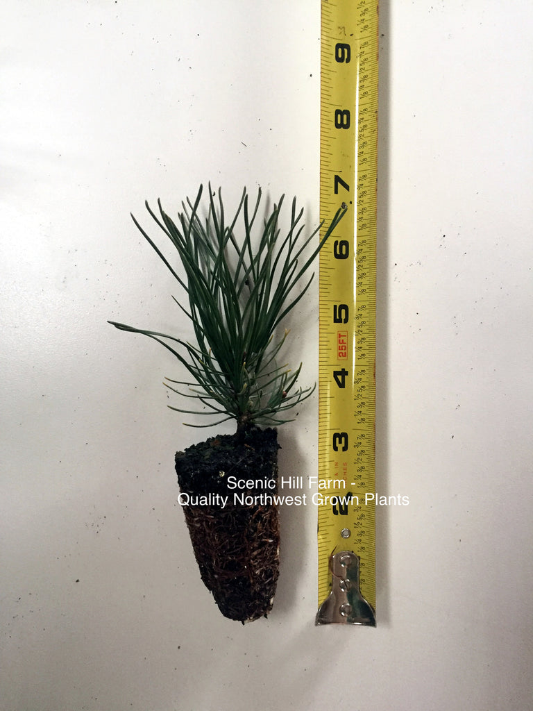 mugo pine bonsai tree Mugo Pine - Swiss Mountain Pine ( Pinus mugo, mughus)