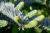 Abies procera, Noble Fir Seedlings- Potted 1 Year, Potted 2 year, and 2 year Bare Root