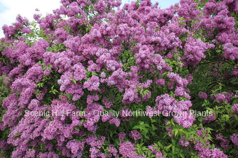 Old Fashion Lilac Bush  - 14" - 20" Tall - Potted- The Most Fragrant Lilac