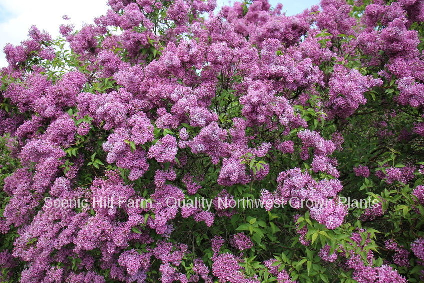 lilac potted plant Old Fashion Lilac Bush