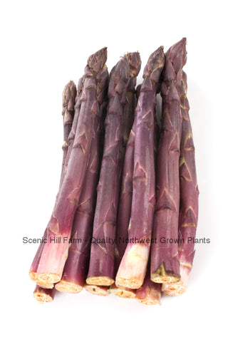 Purple Passion Asparagus... Sweeter Than Green Asparagus Asparagus Crowns -Now is the time to plant.