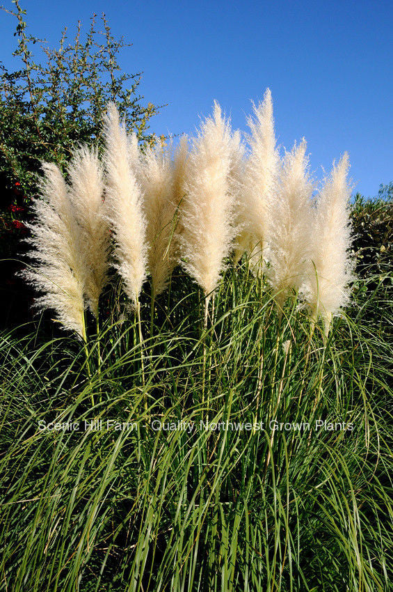 pampas grass indoor plant White Pampas Grass Plants - Cortaderia Selloana
