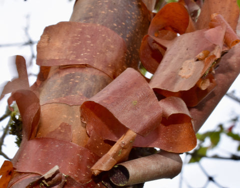 Acer griseum - Paperbark Maple- 26-60 Inches Tall - Cinnamon Reddish/Brown Peeling Bark - Potted Tree