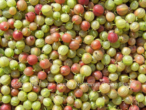 Pixwell Gooseberry Plant- Ships Fully Rooted In Soil - Traditional Flavor