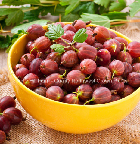 Poorman Gooseberry  - Scenic Hill Farm Nursery