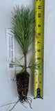 Pinus strobiformis, Southwestern white pine or Mexican White Pine- Landscape or Bonsai