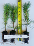 Pinus strobiformis, Southwestern white pine or Mexican White Pine- Landscape or Bonsai