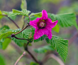 Salmonberry (Rubus spectabilis) beautiful pink - red flowers and golden yellow berries