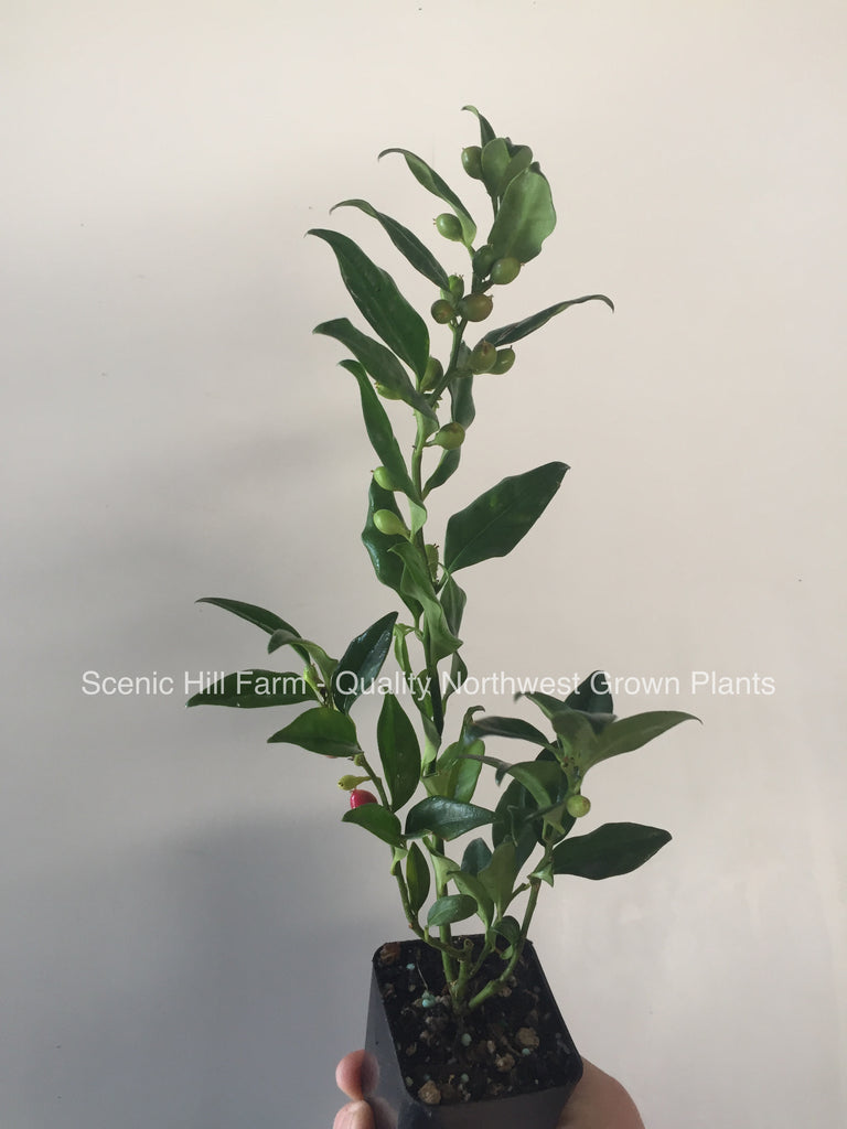 Sarcococca ruscifolia, Very Fragrant Late Winter Flowers
