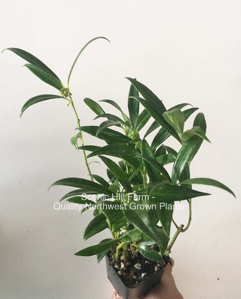 Sarcococca hookeriana var. humilis, Evergreen shrub, Fragrant flowers –  Scenic Hill Farm Nursery