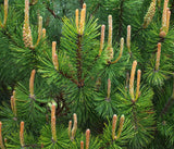 Pinus sylvestris, the Scots pine or Scotch pine -Specimen, Windbreak, Christmas Tree, or Bonsai
