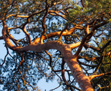 Pinus sylvestris, the Scots pine or Scotch pine -Specimen, Windbreak, Christmas Tree, or Bonsai