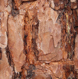 Pinus sylvestris, the Scots pine or Scotch pine -Specimen, Windbreak, Christmas Tree, or Bonsai