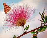 Silk Trees (Albizia julibrissin)  Mimosa - Live Potted Trees