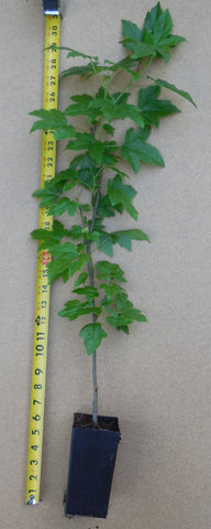 American Sweetgum Tree (Liquidambar styraciflua) Live Potted Trees- 20-28 Inch Tall