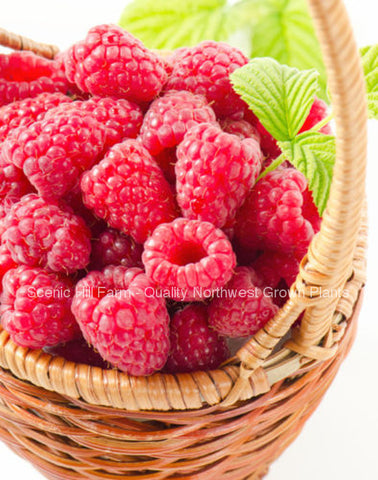 Potted Tulameen Raspberry Plants - Large, Sweet & Firm Summer Berries