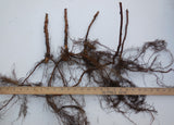 Nova Mid Season Red Raspberry - Nearly Thornless - Free Shipping - Very Cold Hardy - 2 year old Bare Root Canes