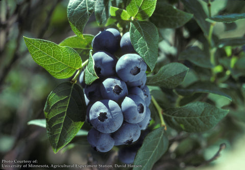 Chippewa' Half Highbush Blueberry