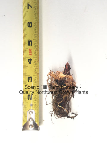 Small Victoria Rhubarb Crown - Scenic Hill Farm Nursery