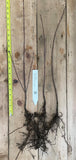 Vine Maple - 12-24 Inch Bare Root Trees (Acer circinatum)