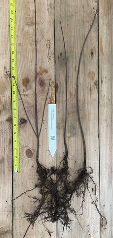 Vine Maple - 12-24 Inch Bare Root Trees (Acer circinatum)