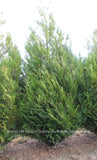 Virescens - Scenic Hill Farm Nursery