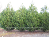 Virescens - Scenic Hill Farm Nursery