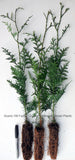 Western Red Cedar Tree, (Thuja plicata) -  Potted Seedlings - 9"-16" Tall and 24" - 36 Tall